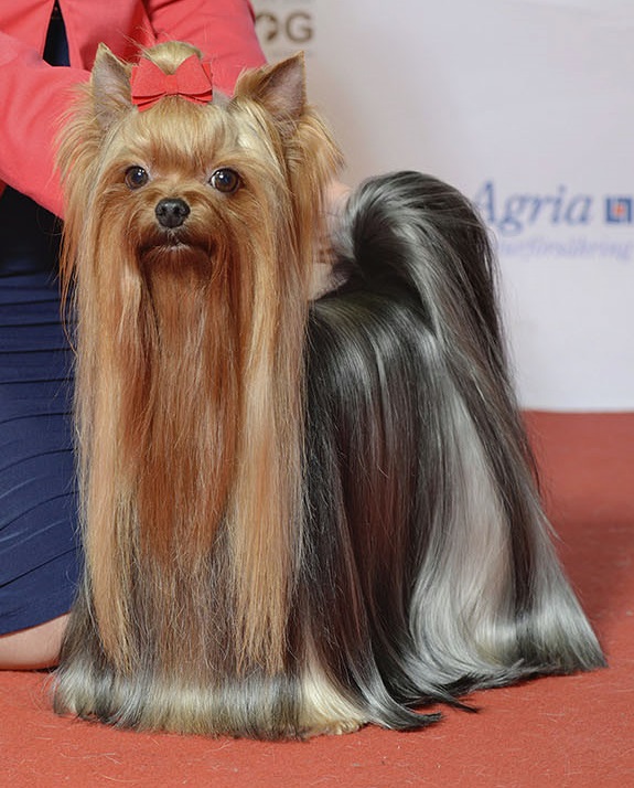 Yorkshire Terrier grooming